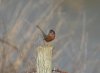 Dartford Warbler at Vange Marsh (RSPB) (Steve Arlow) (95057 bytes)